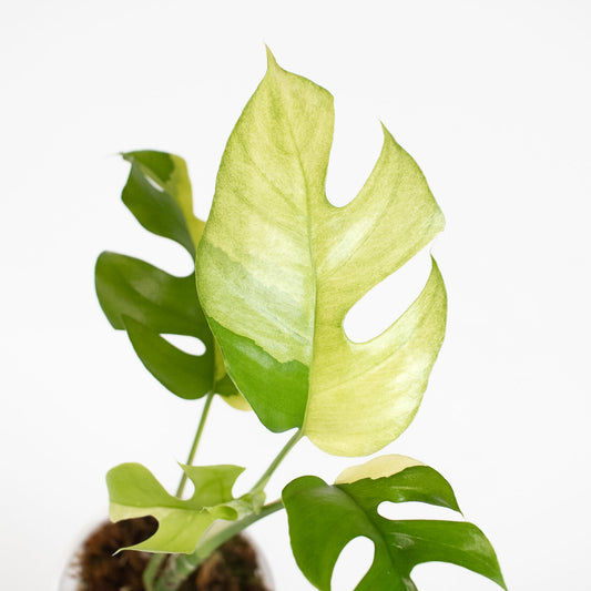 Rhaphidophora Tetrasperma Albo Variegated (2621)