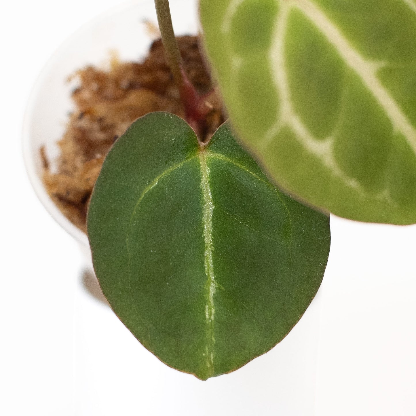 Anthurium (Carla) x (Red Crystallinum Dark Form) (2604)