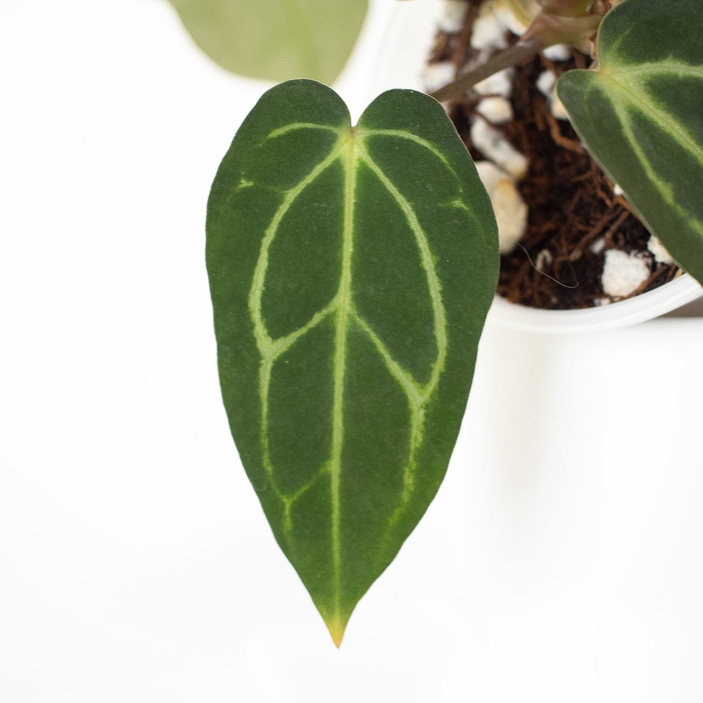 Anthurium 'Carlablackiae' RA10 x OG2 (2601)