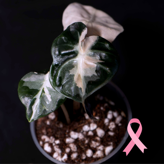 Alocasia 'Balloon Heart' Pink Variegated - Starter Plant *Grower's Choice*