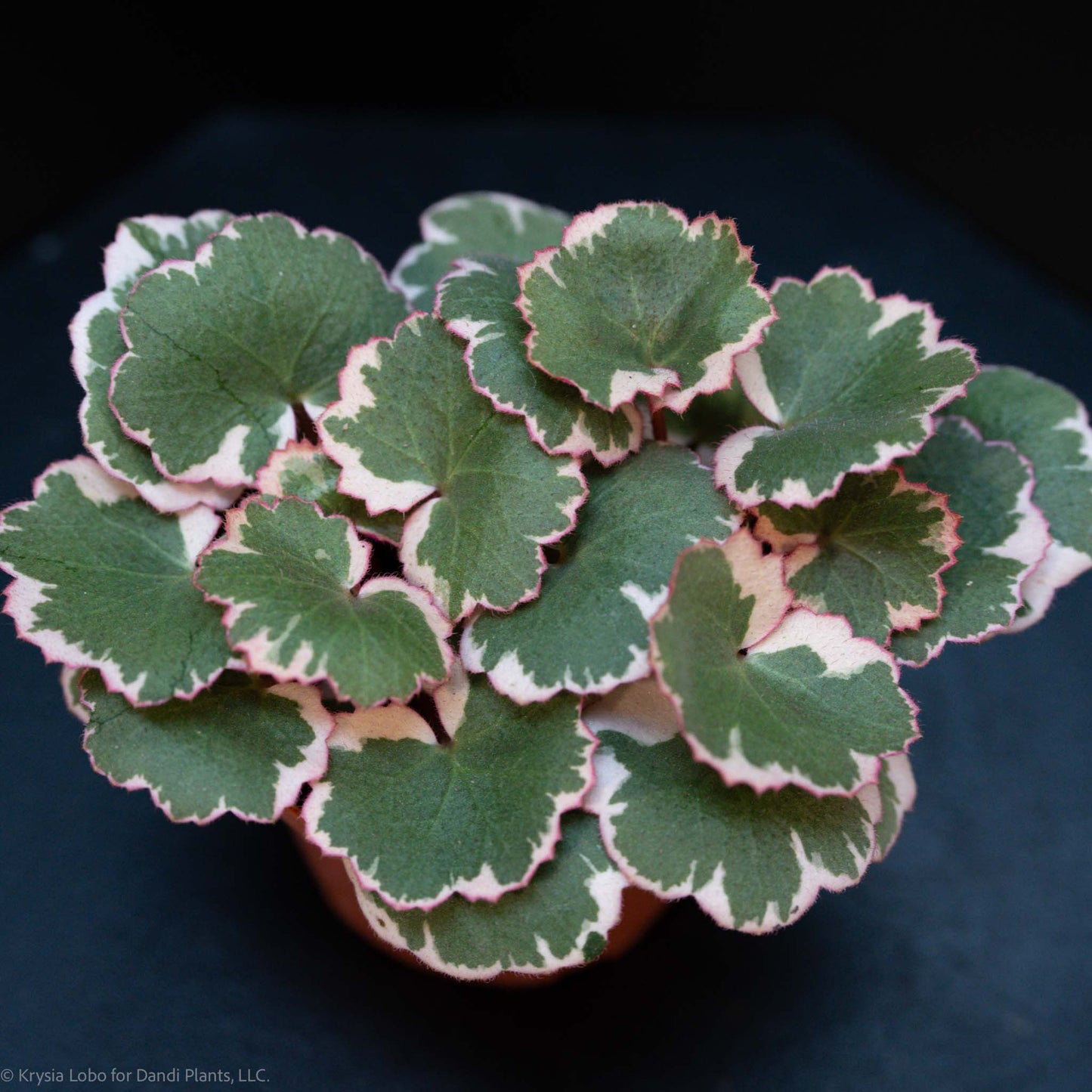 Strawberry Begonia Variegated (Grower's Choice)