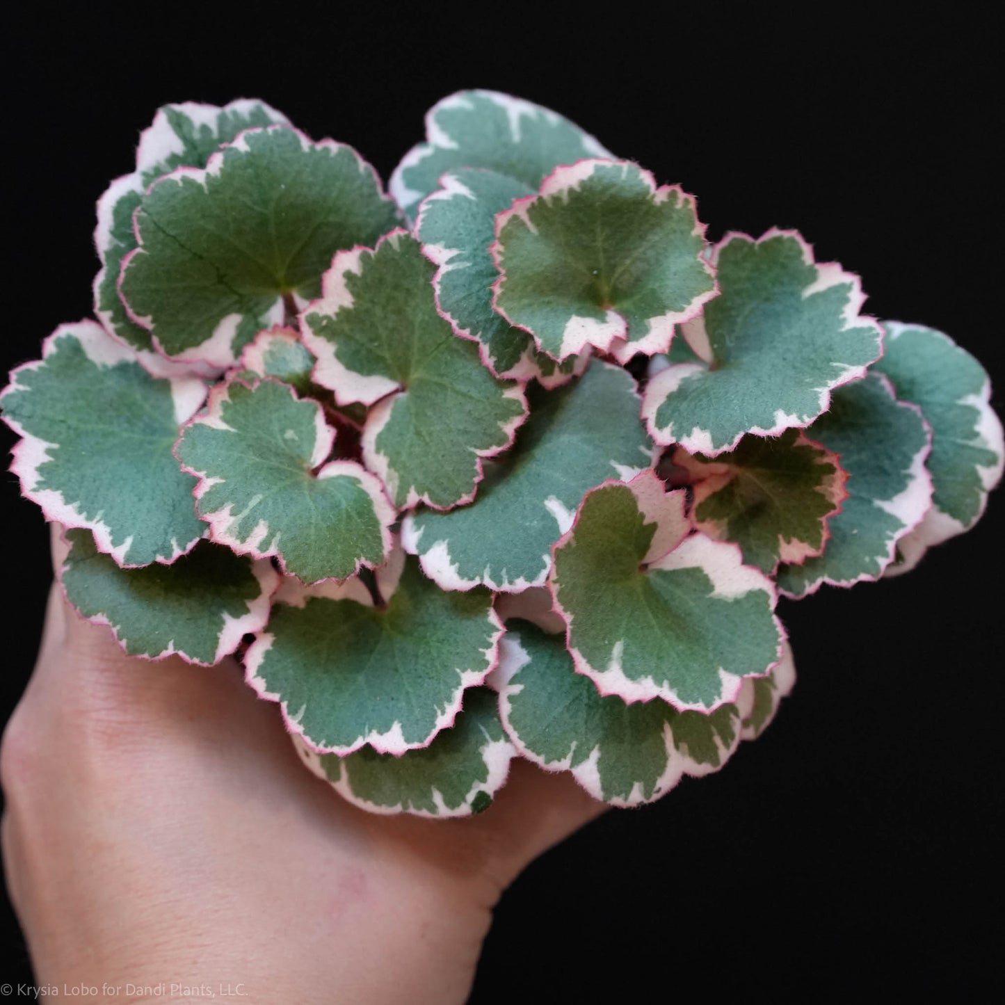 Strawberry Begonia Variegated (Grower's Choice)