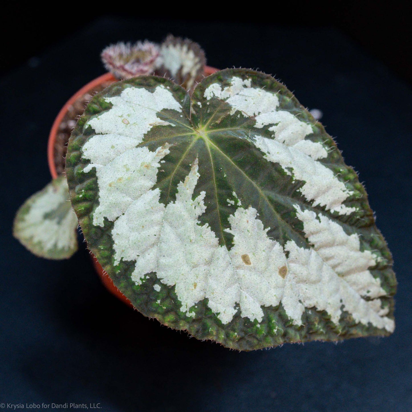 Begonia Rex Cultorum 'Mariana's Monster' (Grower's Choice)