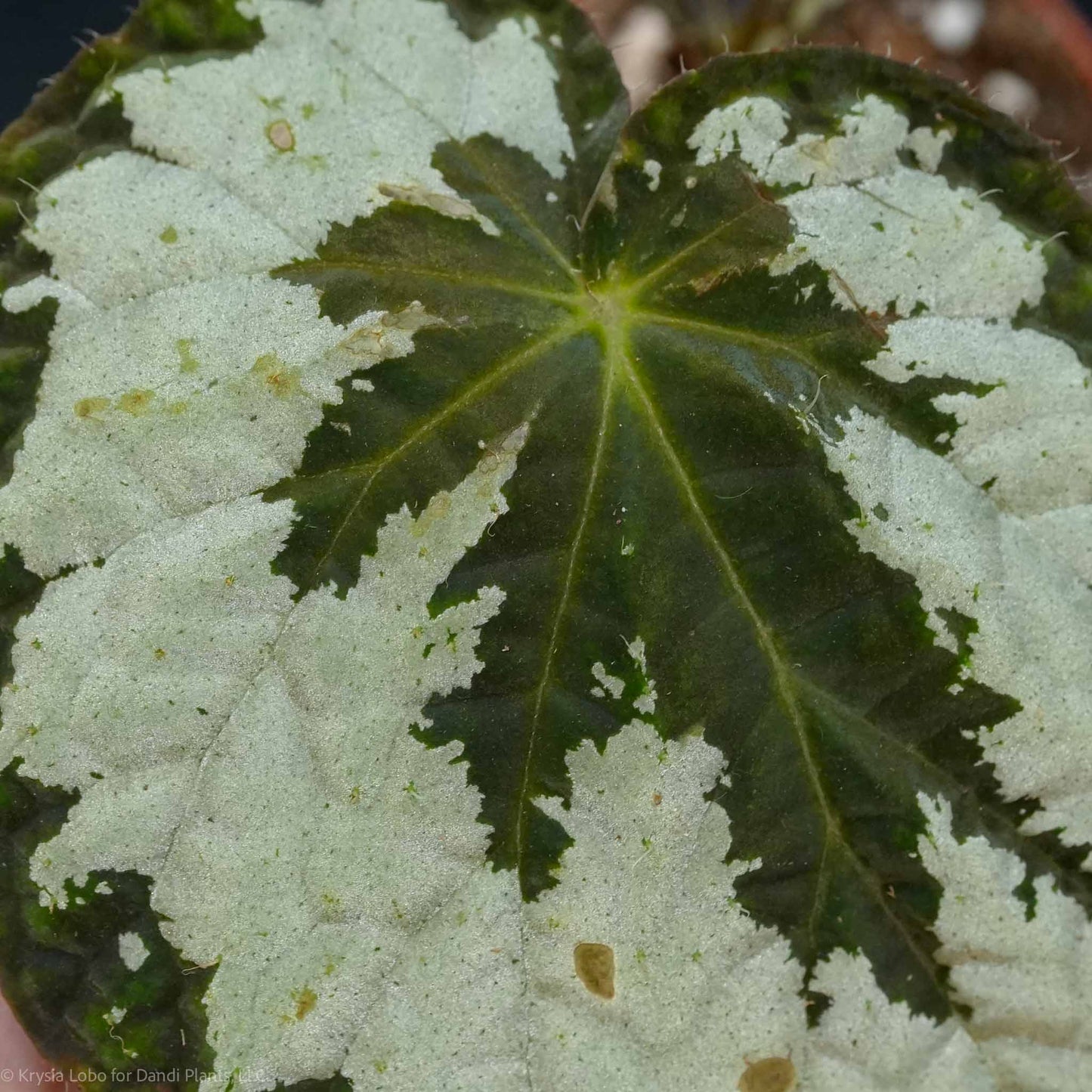 Begonia Rex Cultorum 'Mariana's Monster' (Grower's Choice)