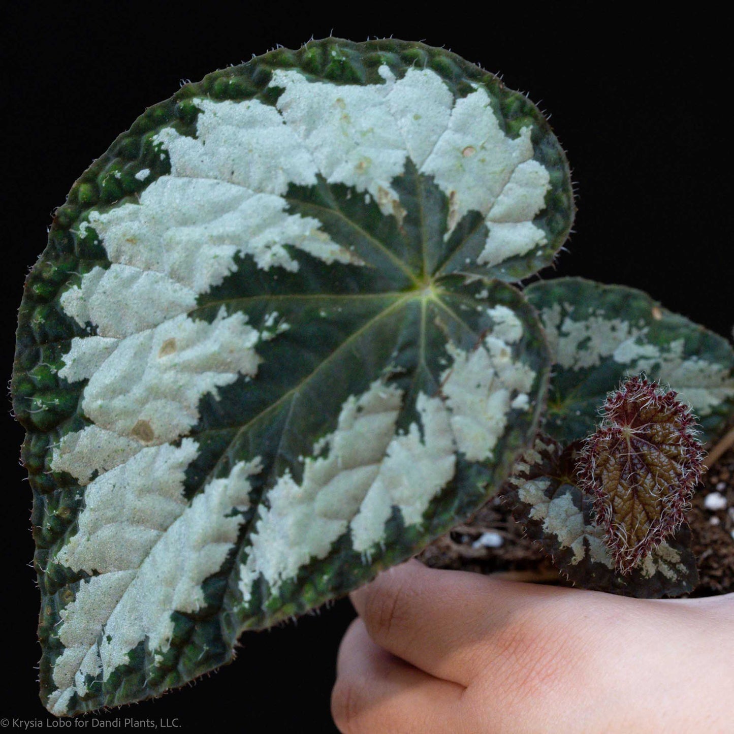 Begonia Rex Cultorum 'Mariana's Monster' (Grower's Choice)