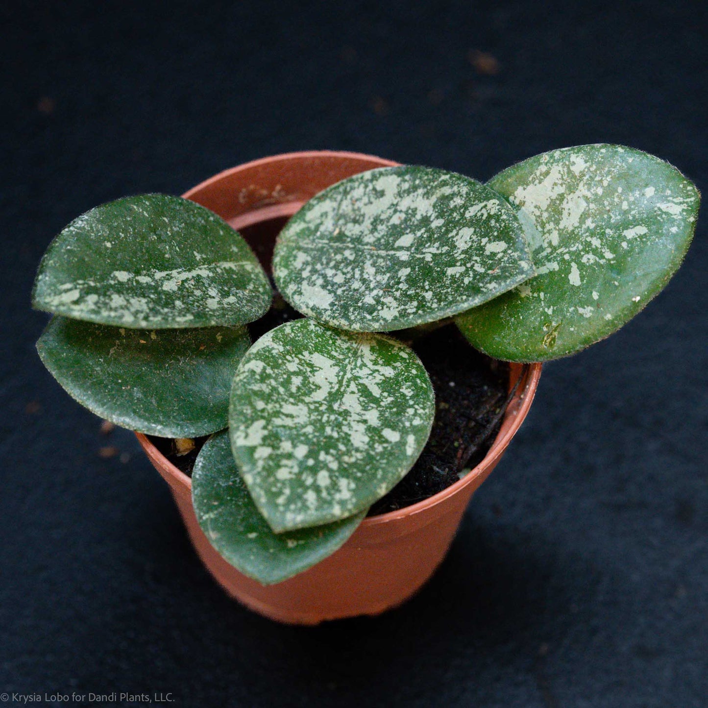 Hoya Mathilde Splash Starter (Grower's Choice)