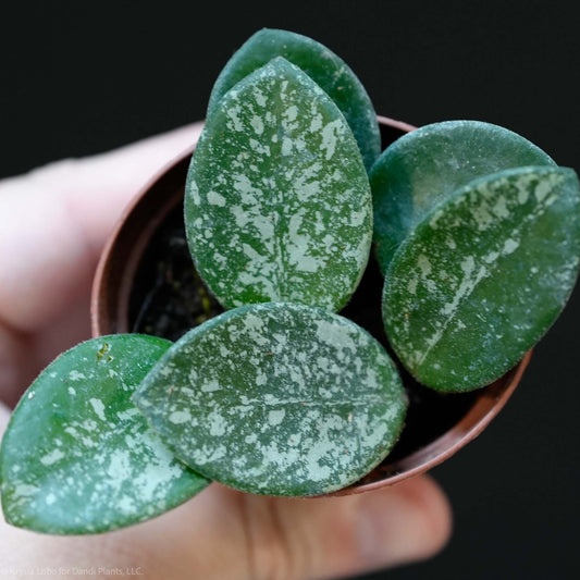 Hoya Mathilde Splash Starter (Grower's Choice)