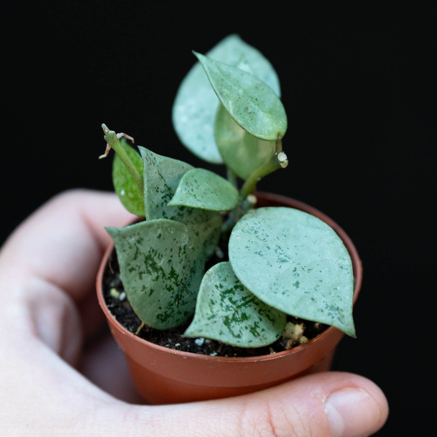 Hoya Krohniana Super Silver Starter (Grower's Choice)