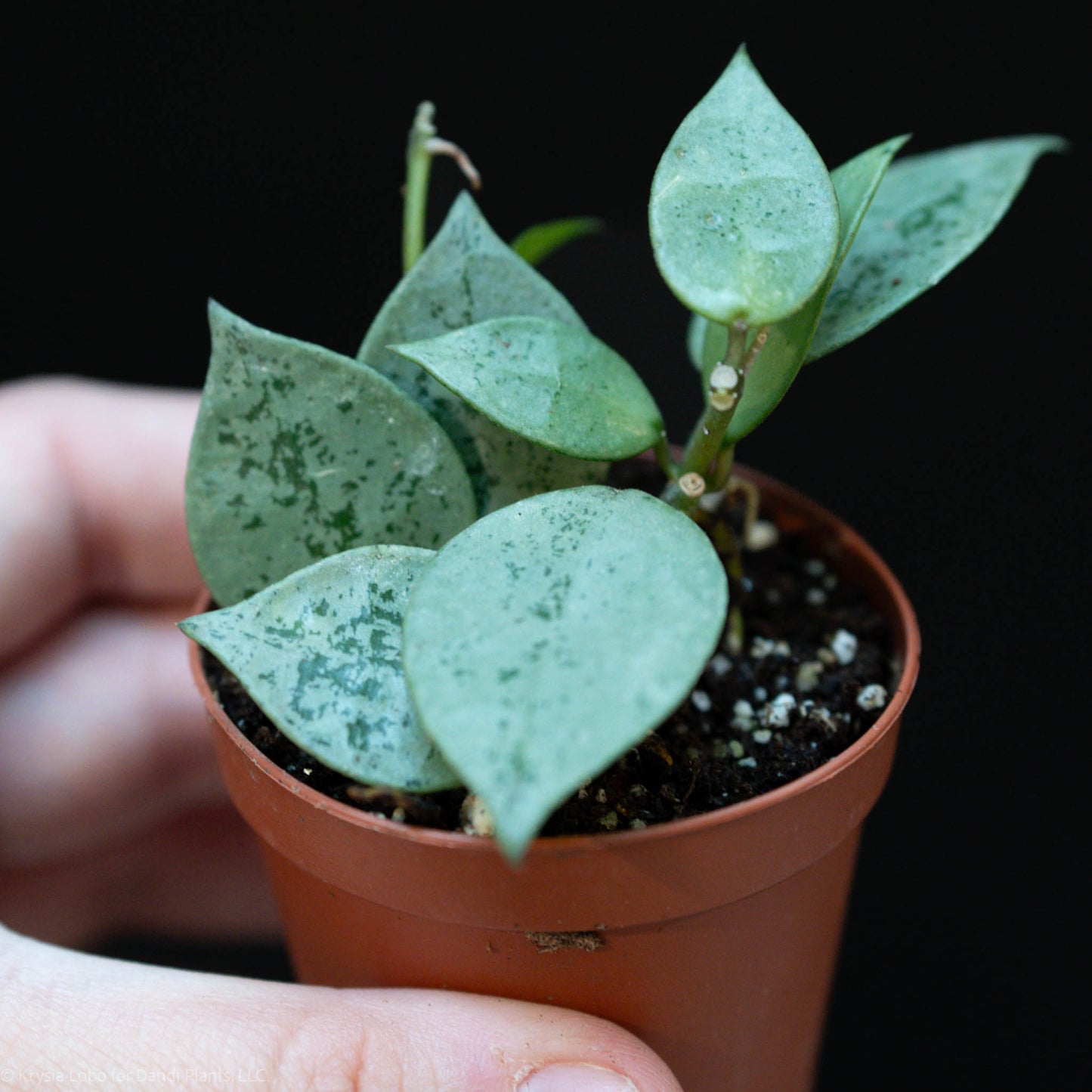 Hoya Krohniana Super Silver Starter (Grower's Choice)