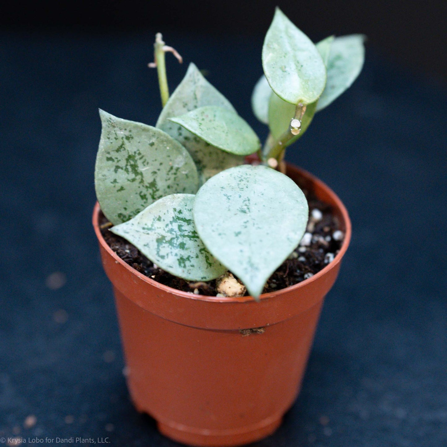 Hoya Krohniana Super Silver Starter (Grower's Choice)