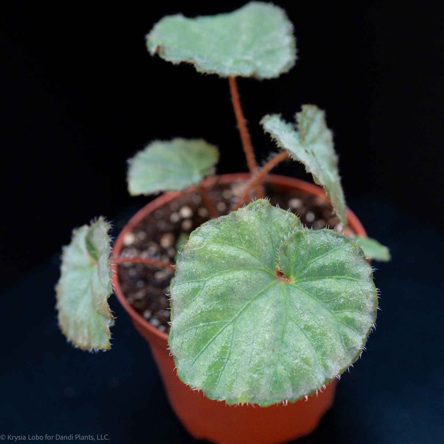 Begonia 'Nite Satin' (Grower's Choice)