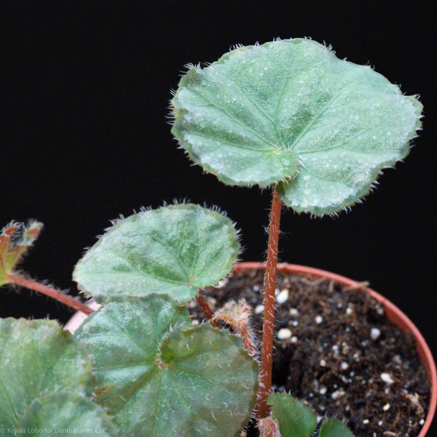 Begonia 'Nite Satin' (Grower's Choice)