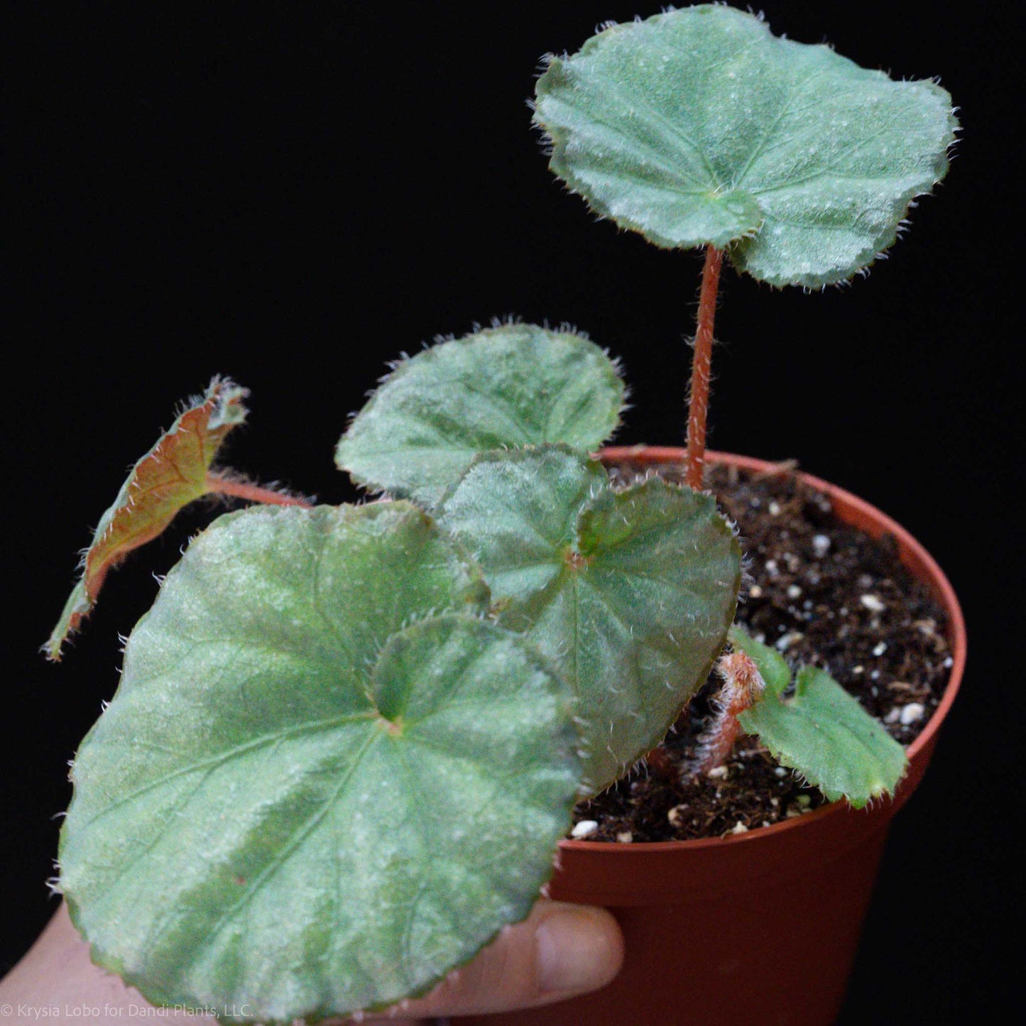 Begonia 'Nite Satin' (Grower's Choice)