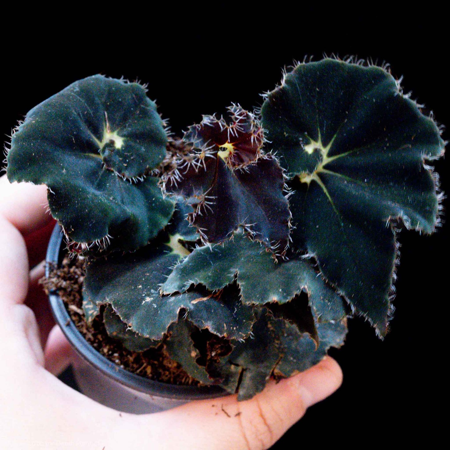 Begonia Rex 'Black Mamba' (Grower's Choice)