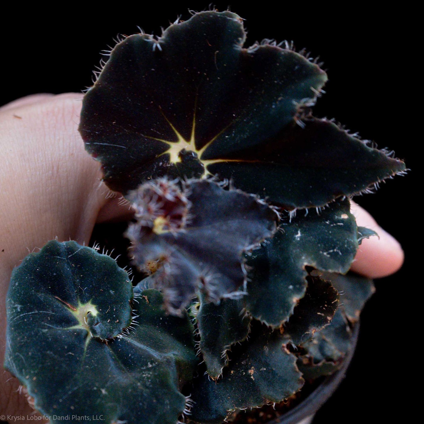 Begonia Rex 'Black Mamba' (Grower's Choice)