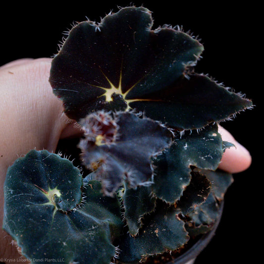 Begonia Rex 'Black Mamba' (Grower's Choice)