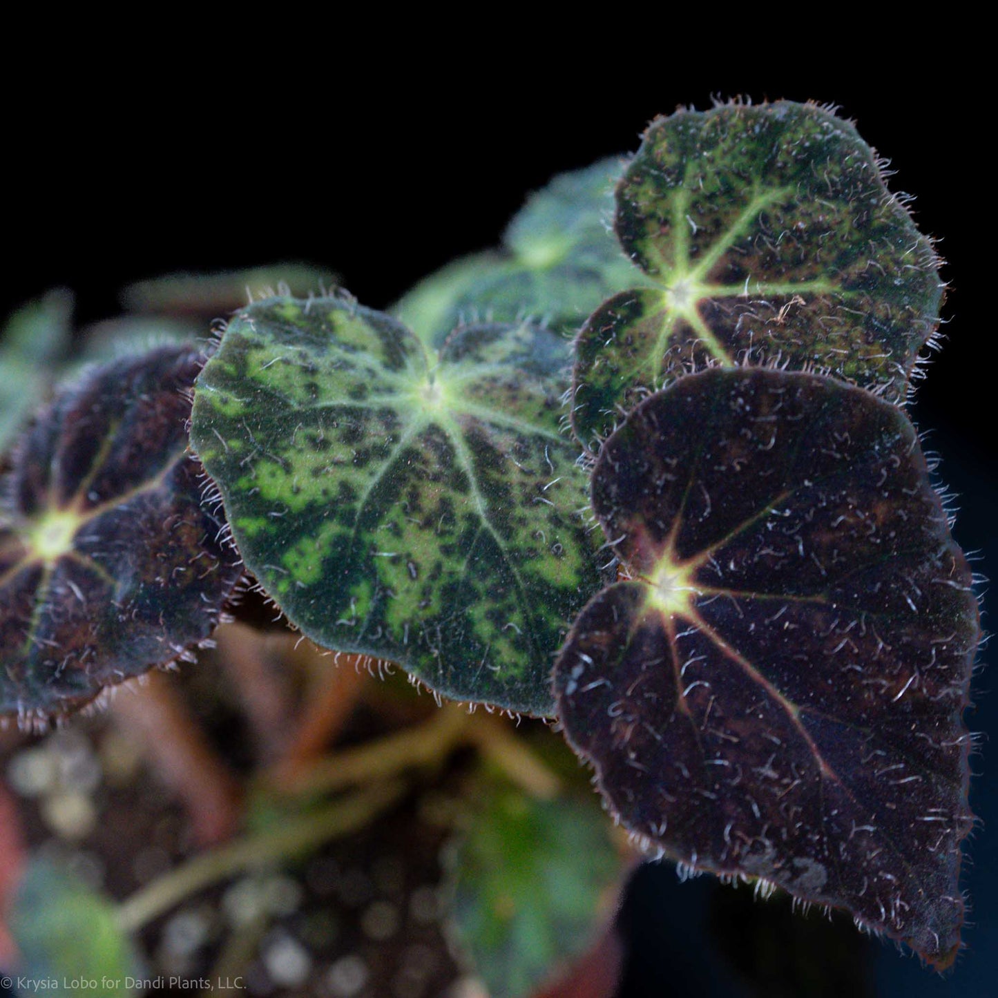 Begonia 'Night Eyes' (Grower's Choice)