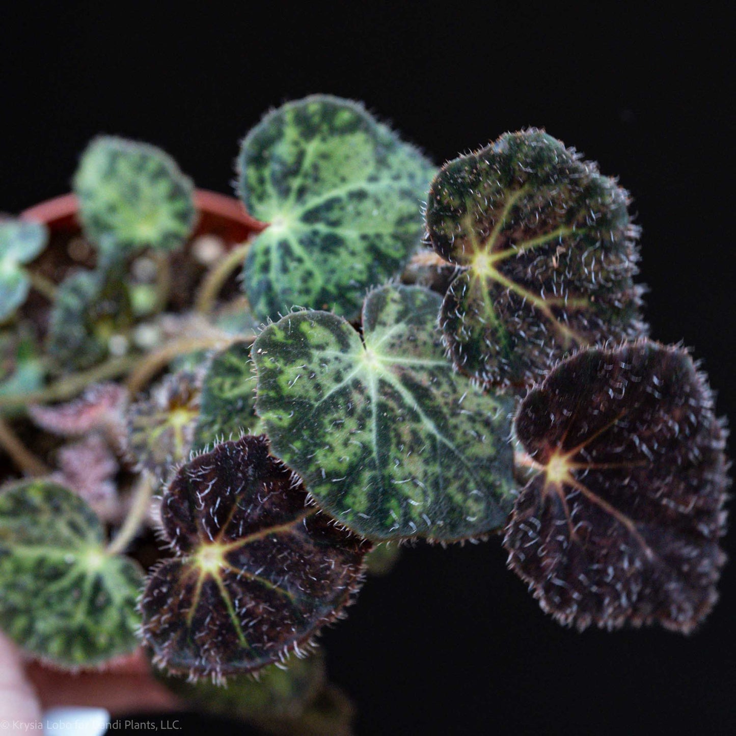 Begonia 'Night Eyes' (Grower's Choice)