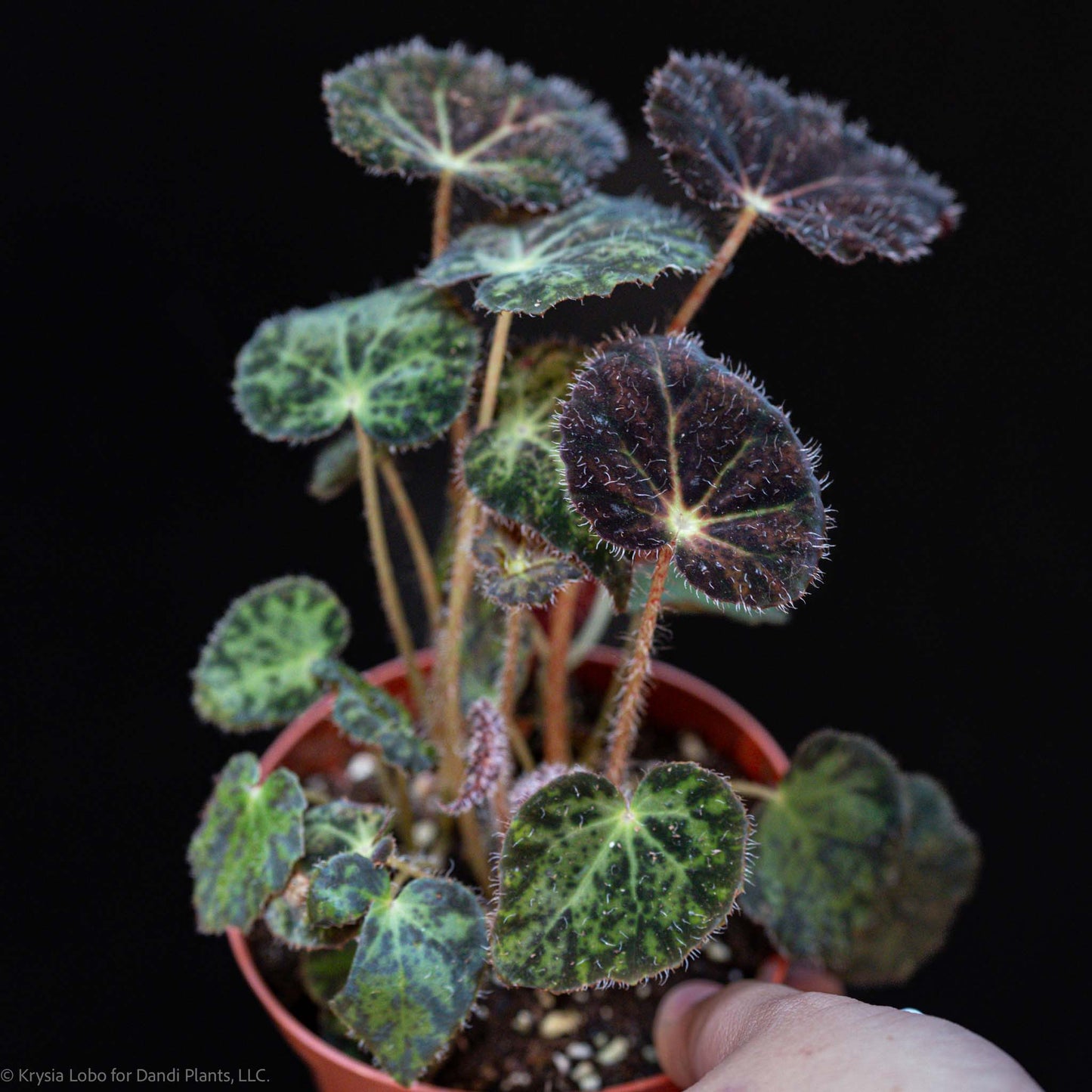 Begonia 'Night Eyes' (Grower's Choice)