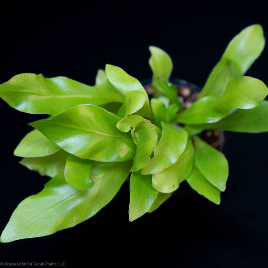 Asplenium Nidus 'Bird's-Nest Fern' Starter (Grower's Choice)