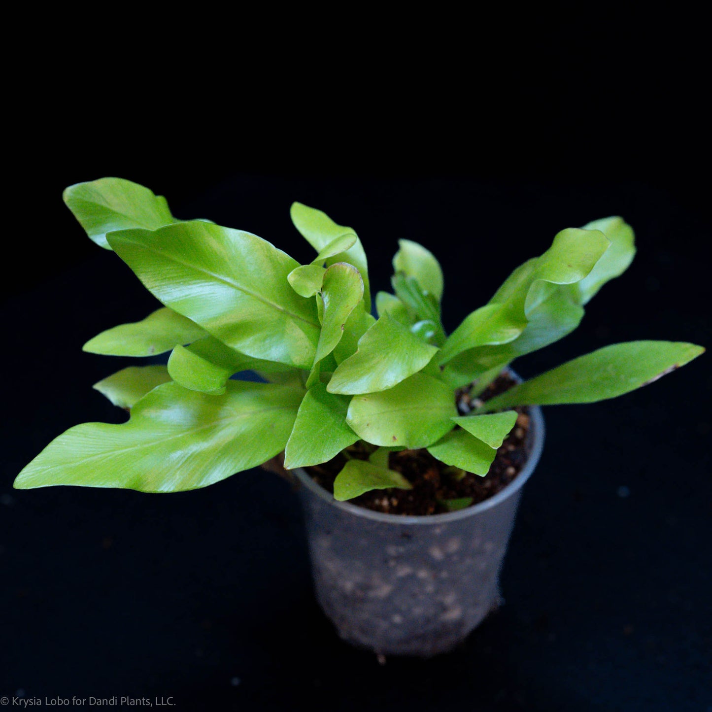 Asplenium Nidus 'Bird's-Nest Fern' Starter (Grower's Choice)