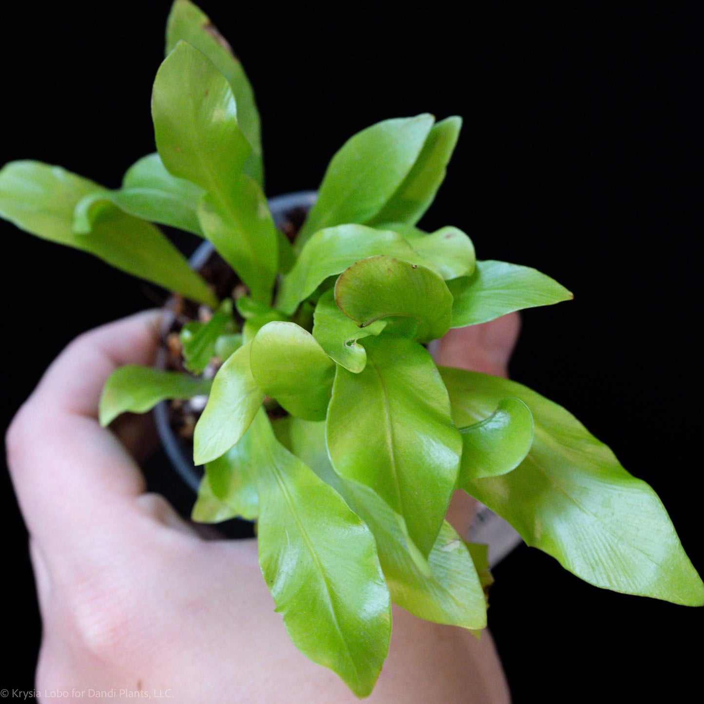 Asplenium Nidus 'Bird's-Nest Fern' Starter (Grower's Choice)