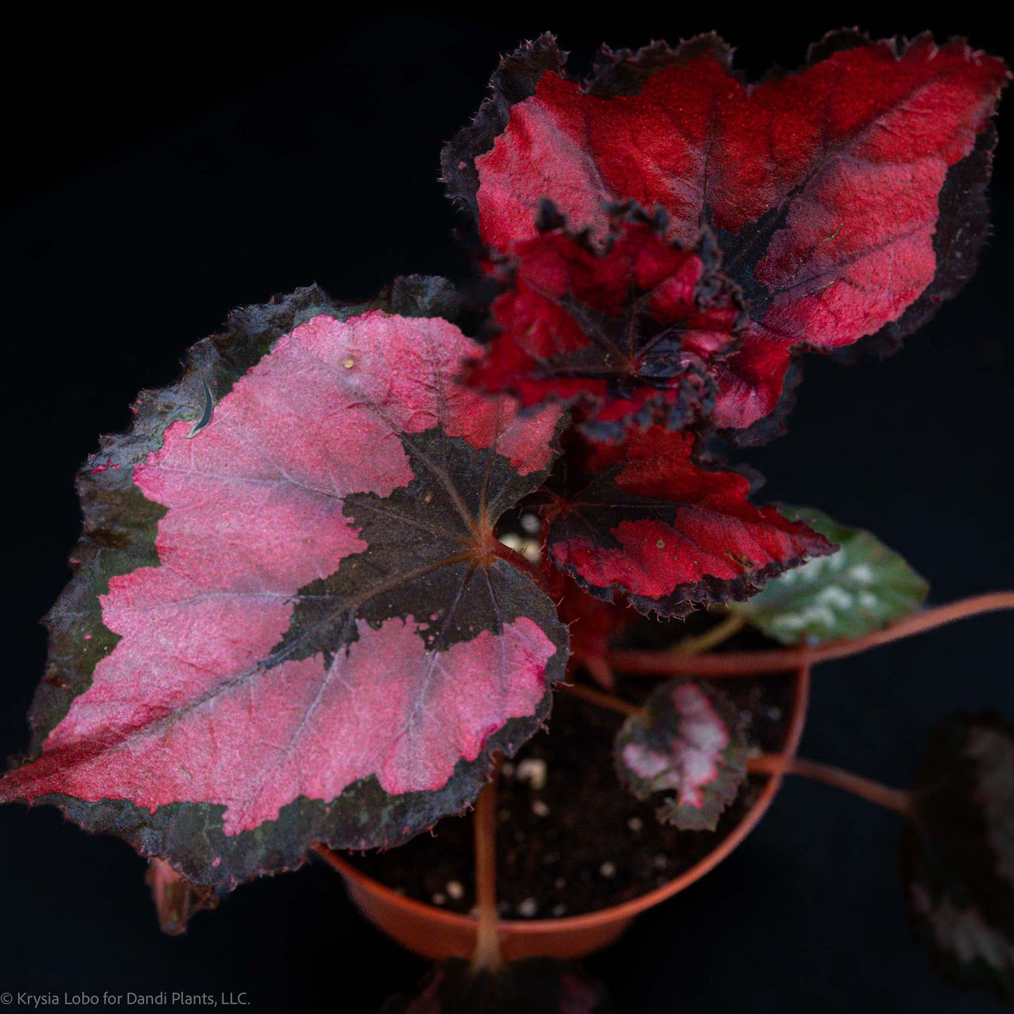 Begonia Rex 'Red Robin' (Grower's Choice)