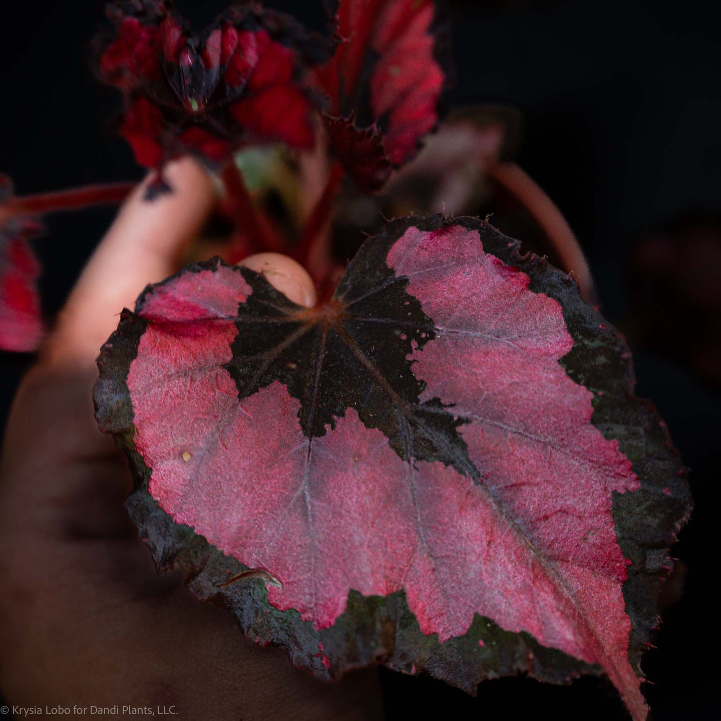 Begonia Rex 'Red Robin' (Grower's Choice)