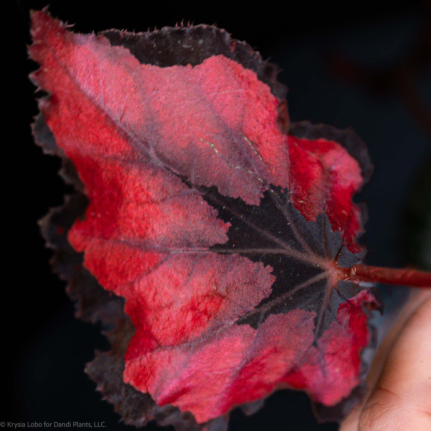 Begonia Rex 'Red Robin' (Grower's Choice)