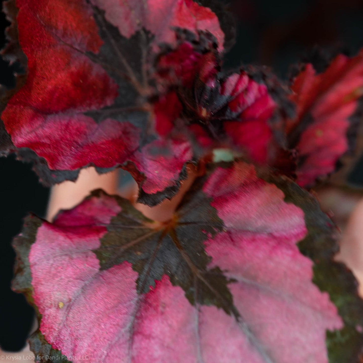 Begonia Rex 'Red Robin' (Grower's Choice)