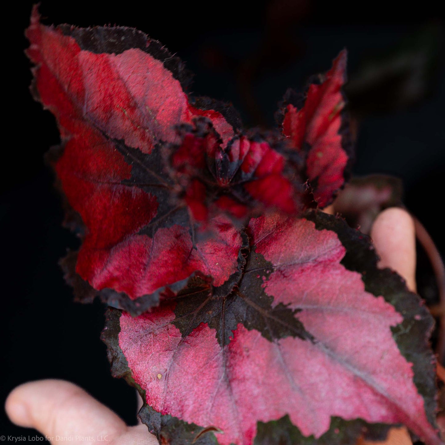 Begonia Rex 'Red Robin' (Grower's Choice)