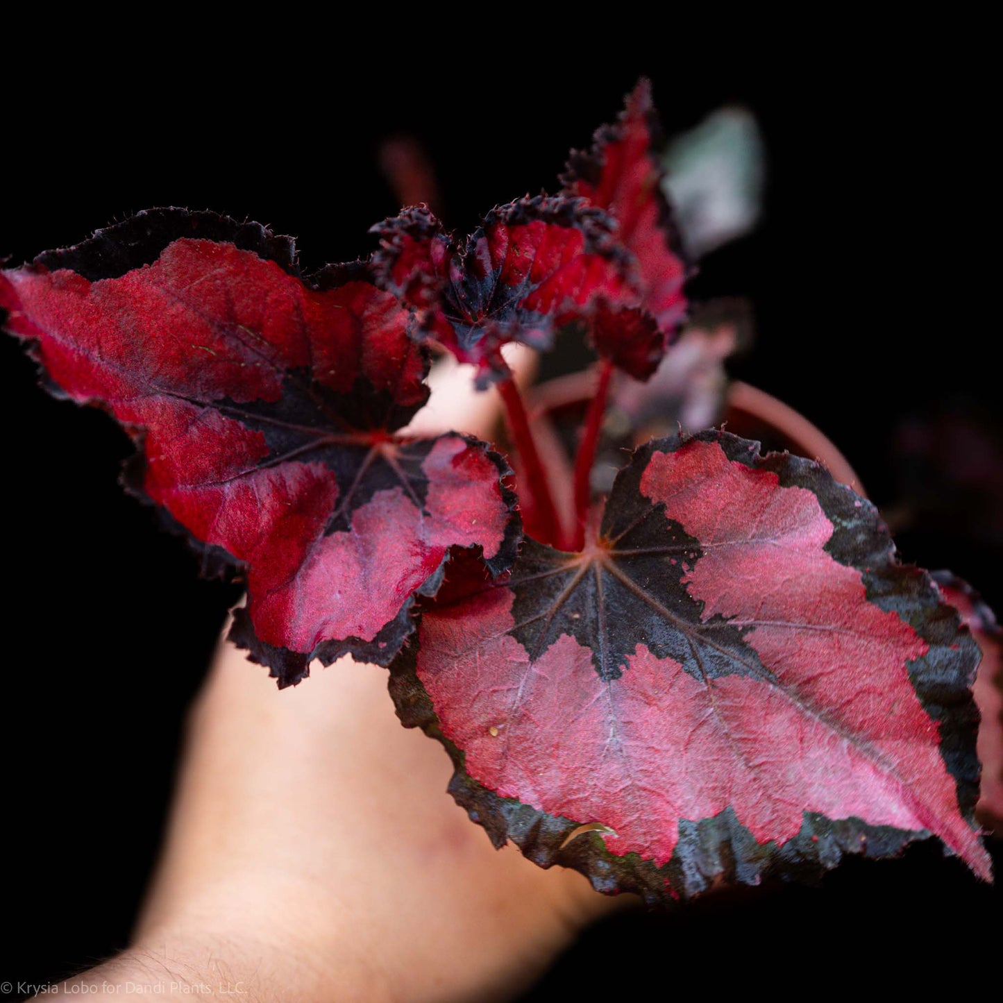 Begonia Rex 'Red Robin' (Grower's Choice)