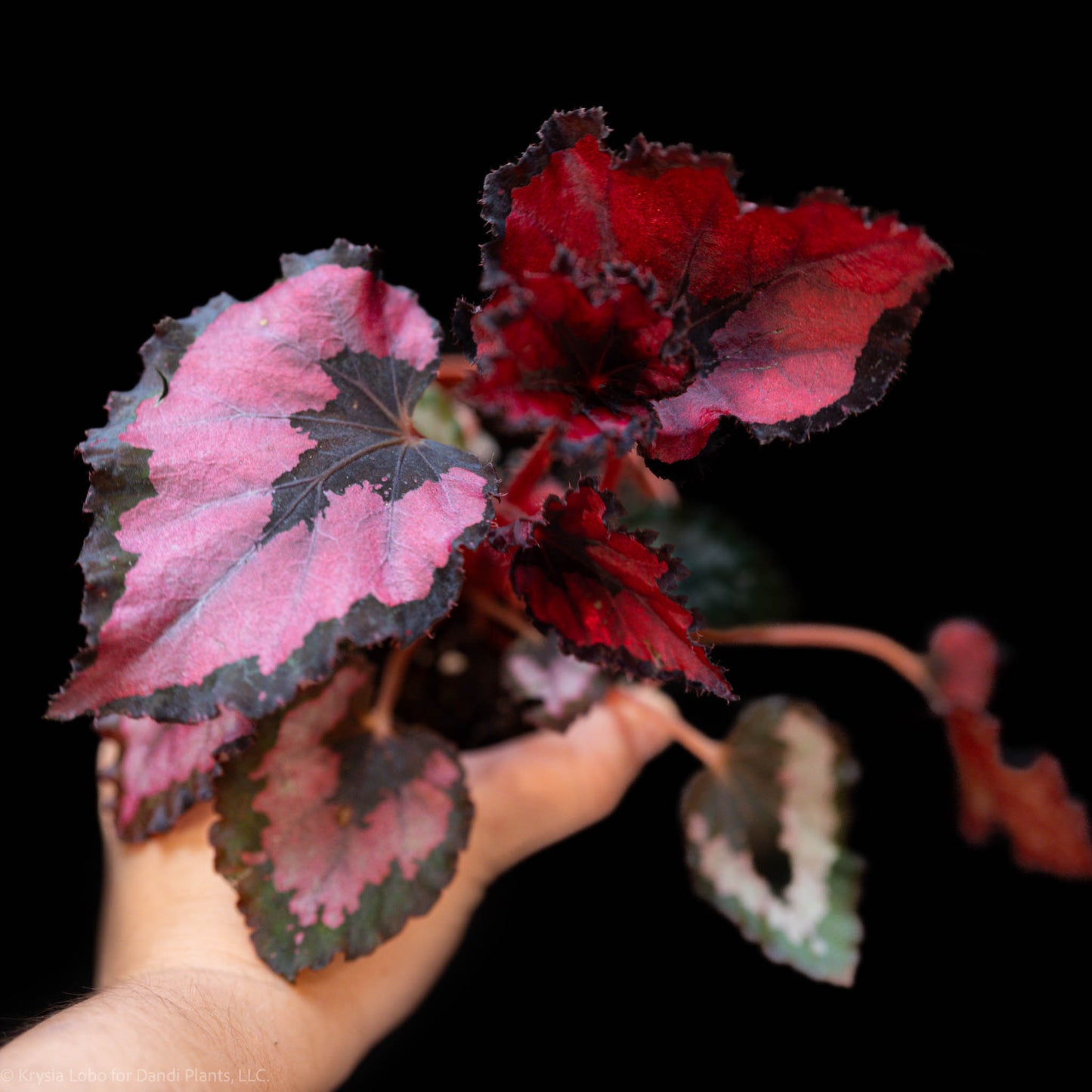 Begonia Rex 'Red Robin' (Grower's Choice)