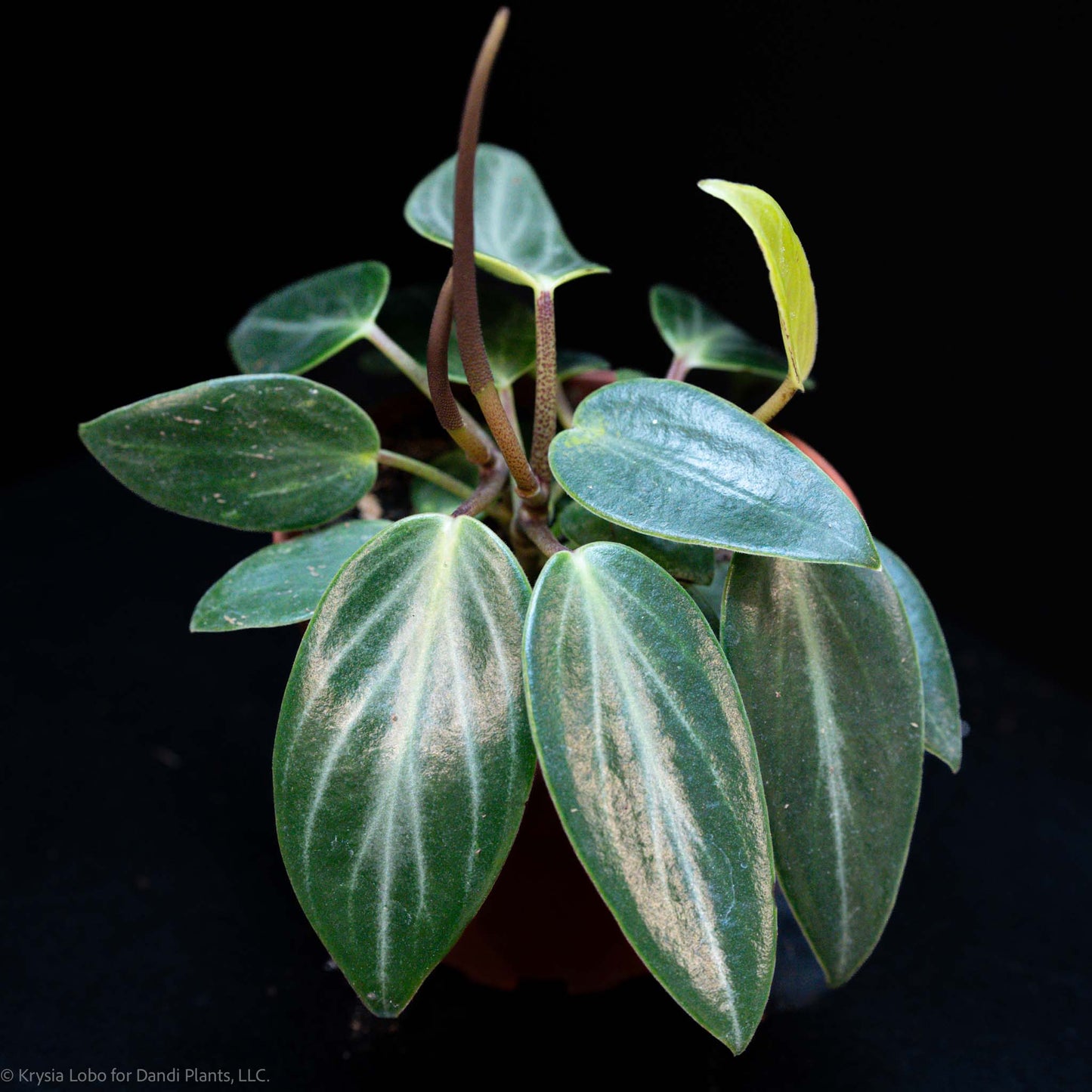 Peperomia Maculosa (Grower's Choice)