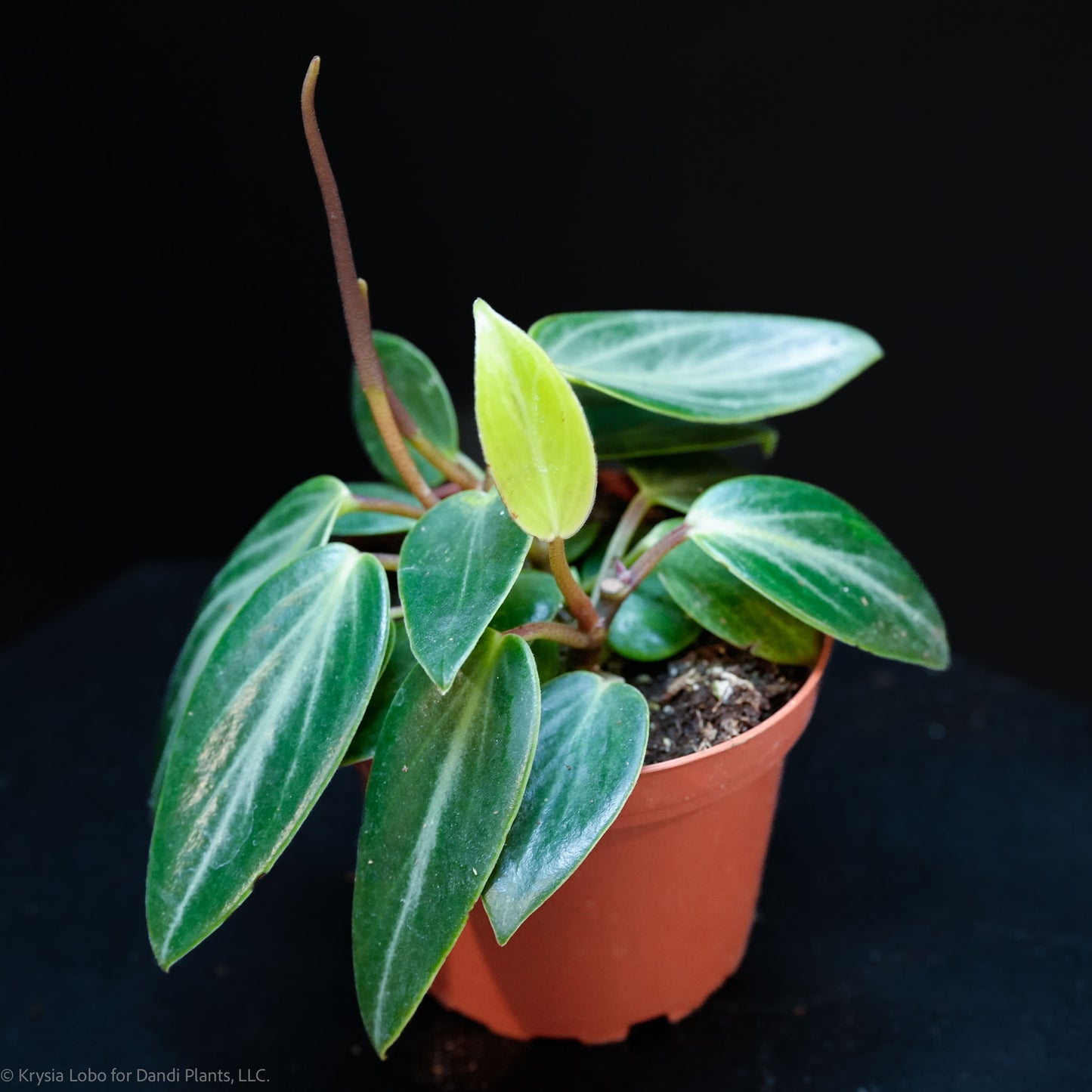 Peperomia Maculosa (Grower's Choice)