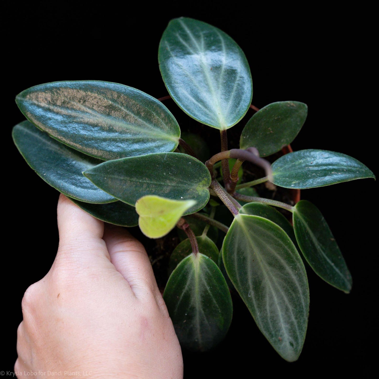 Peperomia Maculosa (Grower's Choice)