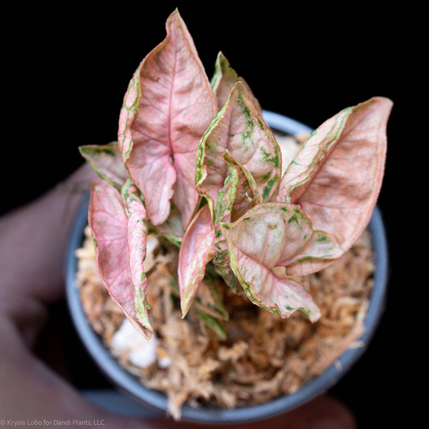 Syngonium Pink Rolli Starter (Grower's Choice)