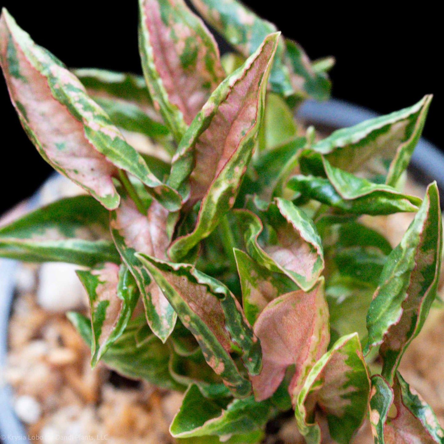 Syngonium Pink Rolli Starter (Grower's Choice)