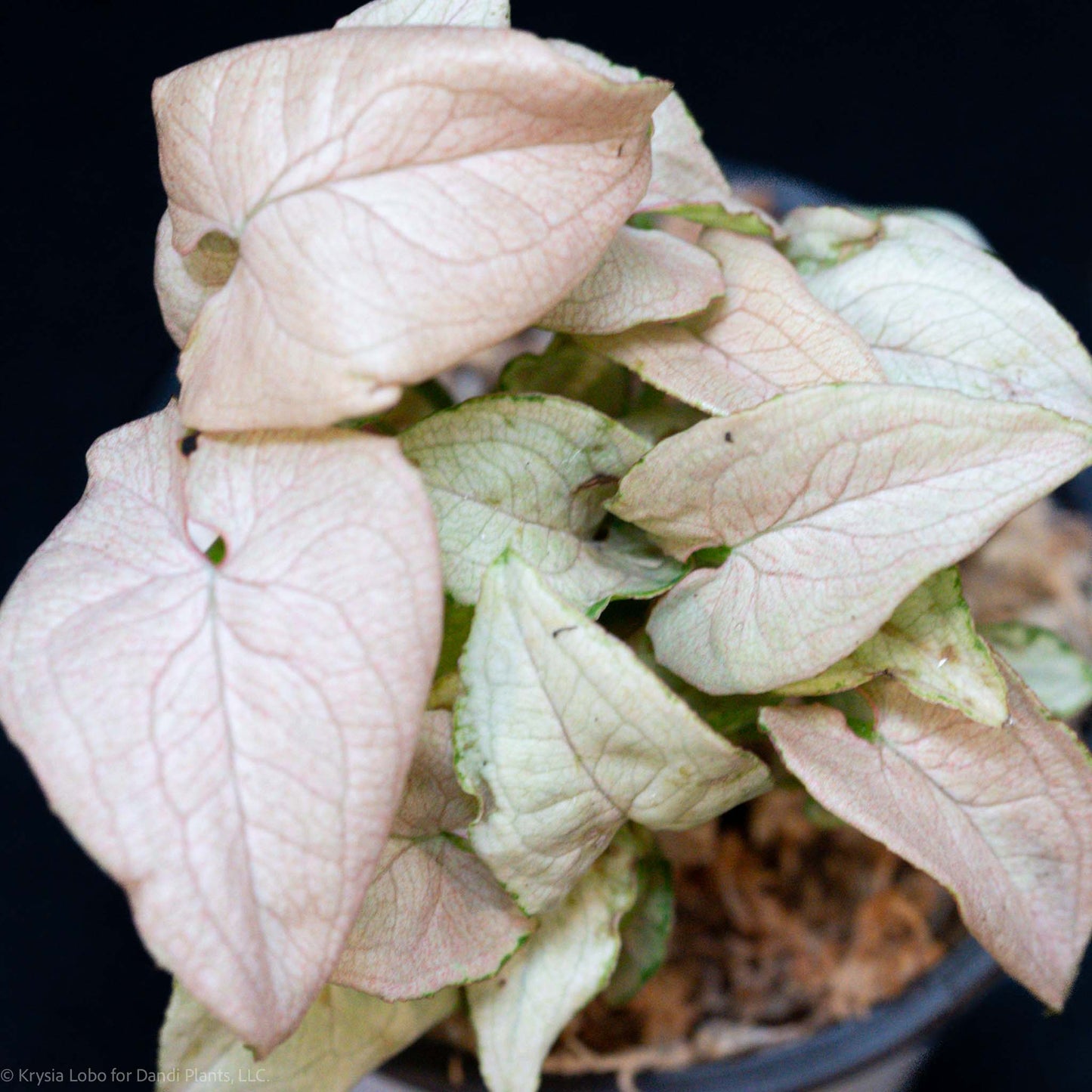 Syngonium 'Granny Panties' Starter (Grower's Choice)