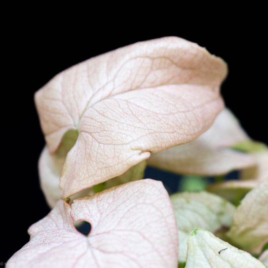 Syngonium 'Granny Panties' Starter (Grower's Choice)