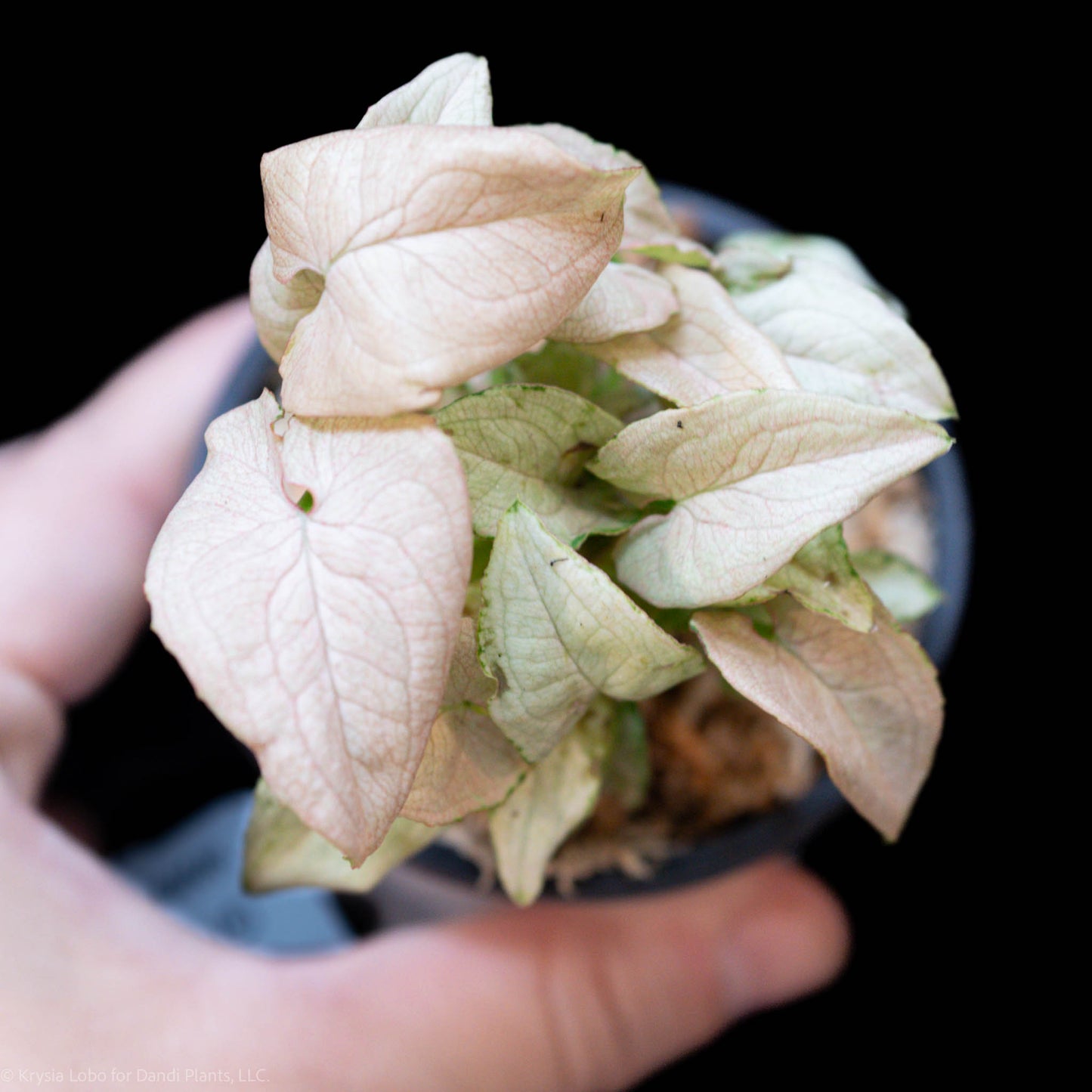 Syngonium 'Granny Panties' Starter (Grower's Choice)