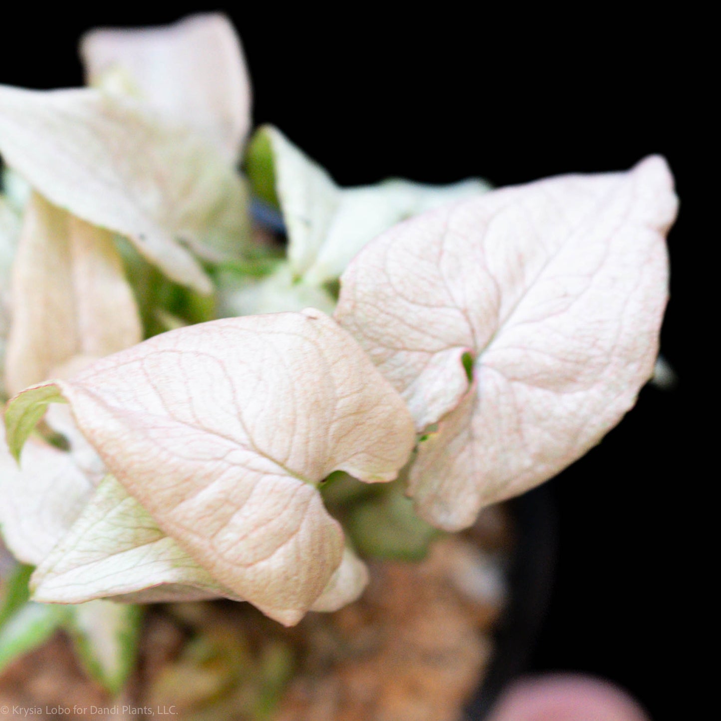 Syngonium 'Granny Panties' Starter (Grower's Choice)