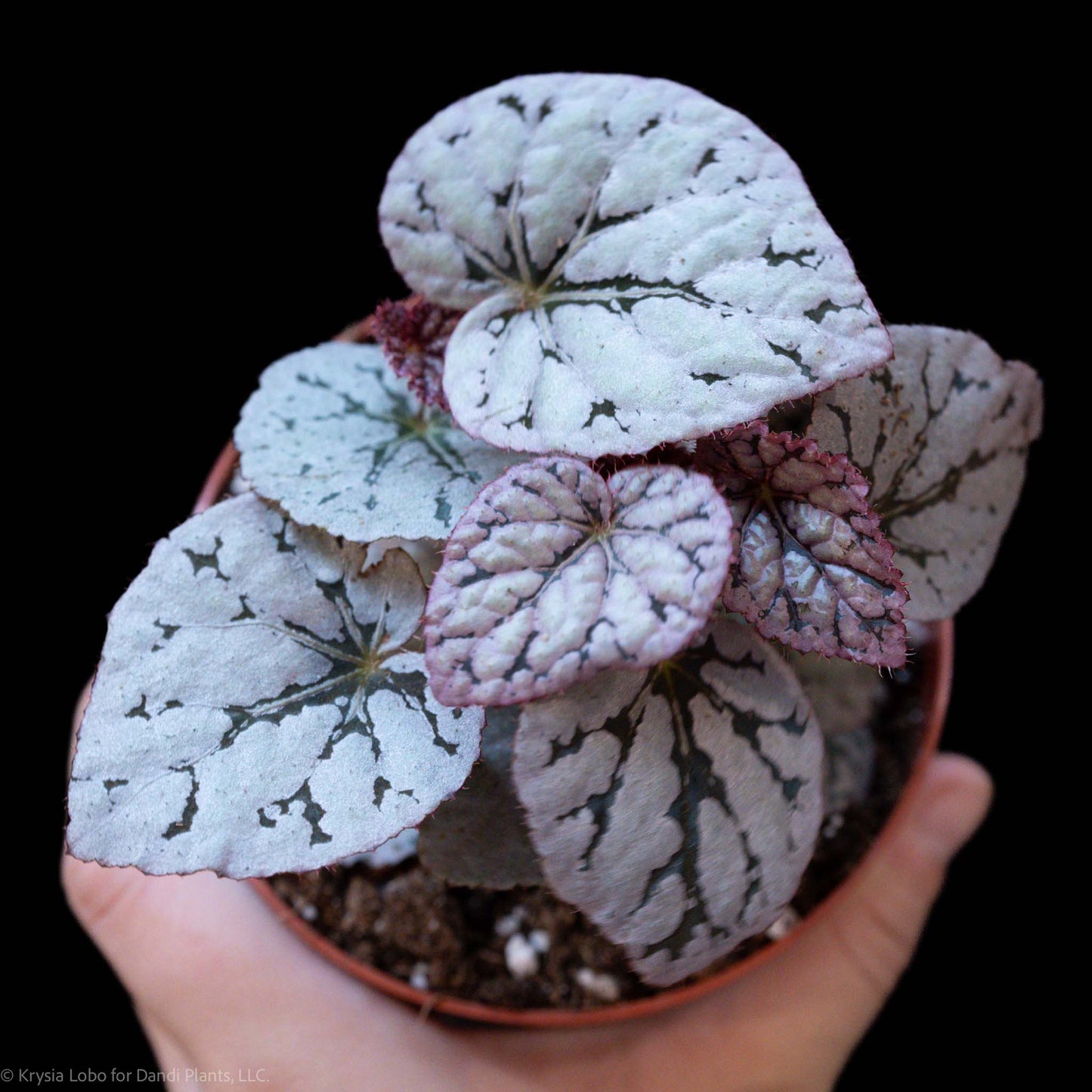 Begonia 'Silver Dollar' (Grower's Choice)