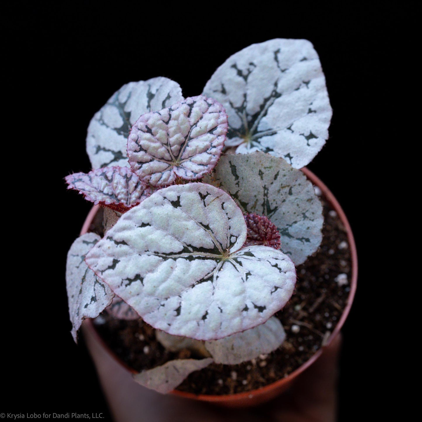 Begonia 'Silver Dollar' (Grower's Choice)