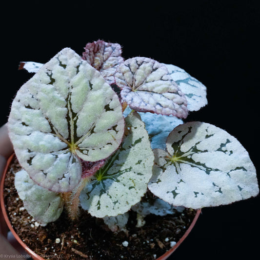 Begonia 'Silver Dollar' (Grower's Choice)