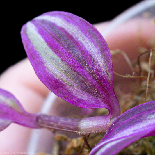 Tradescantia Pink Paradise Starter *Grower's Choice*