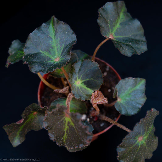 Begonia 'Boyfriend' (Grower's Choice)