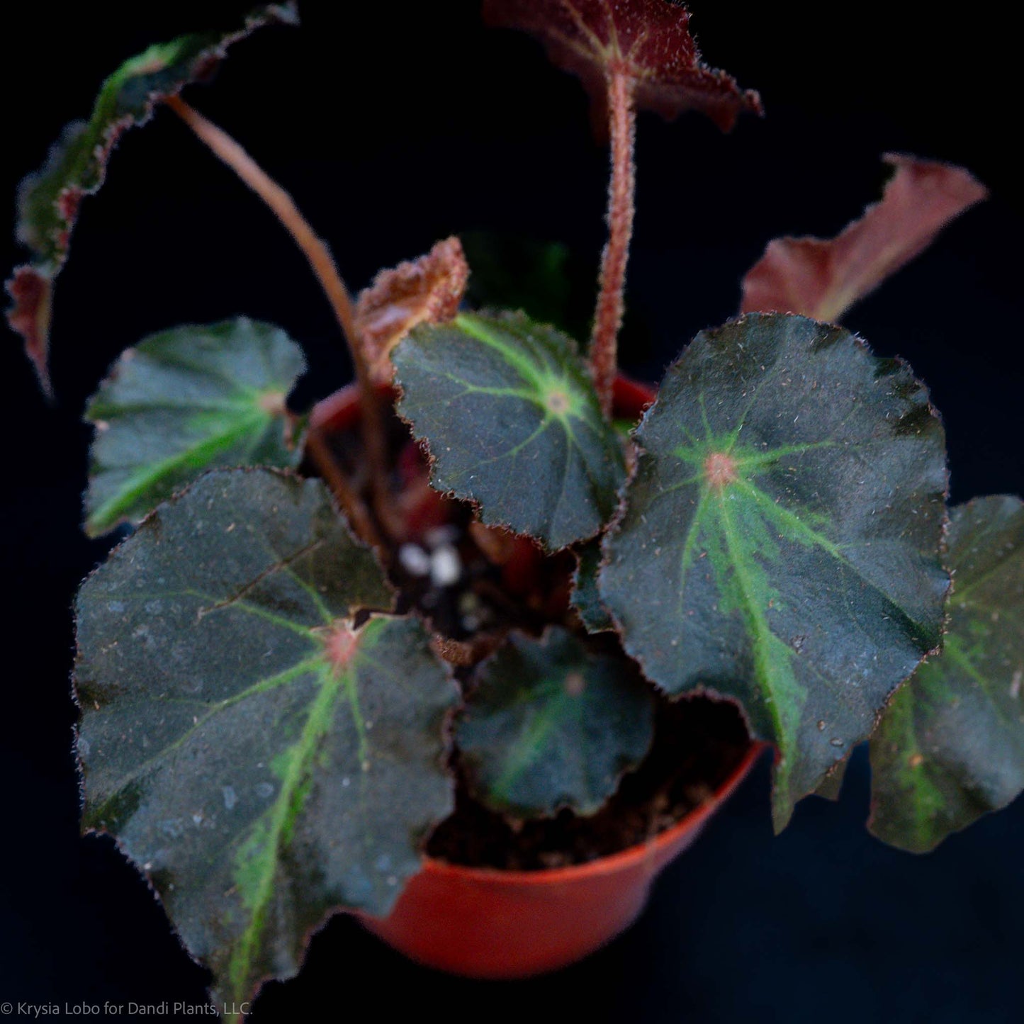 Begonia 'Boyfriend' (Grower's Choice)