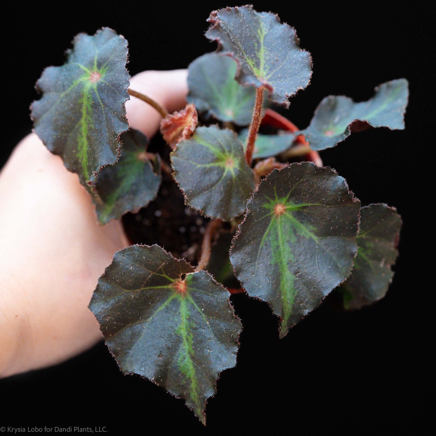 Begonia 'Boyfriend' (Grower's Choice)