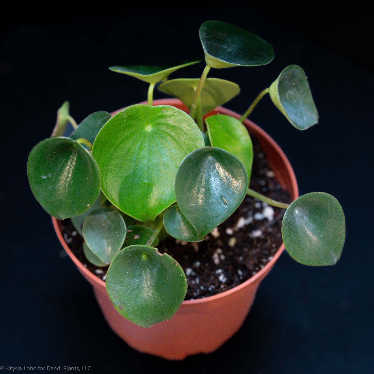 Peperomia 'Raindrop' (Grower's Choice)